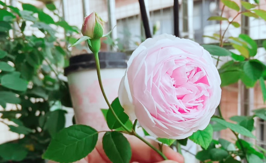 粉妝樓