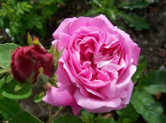 菲茨詹姆斯公爵