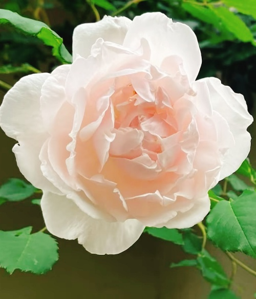 卡里葉夫人