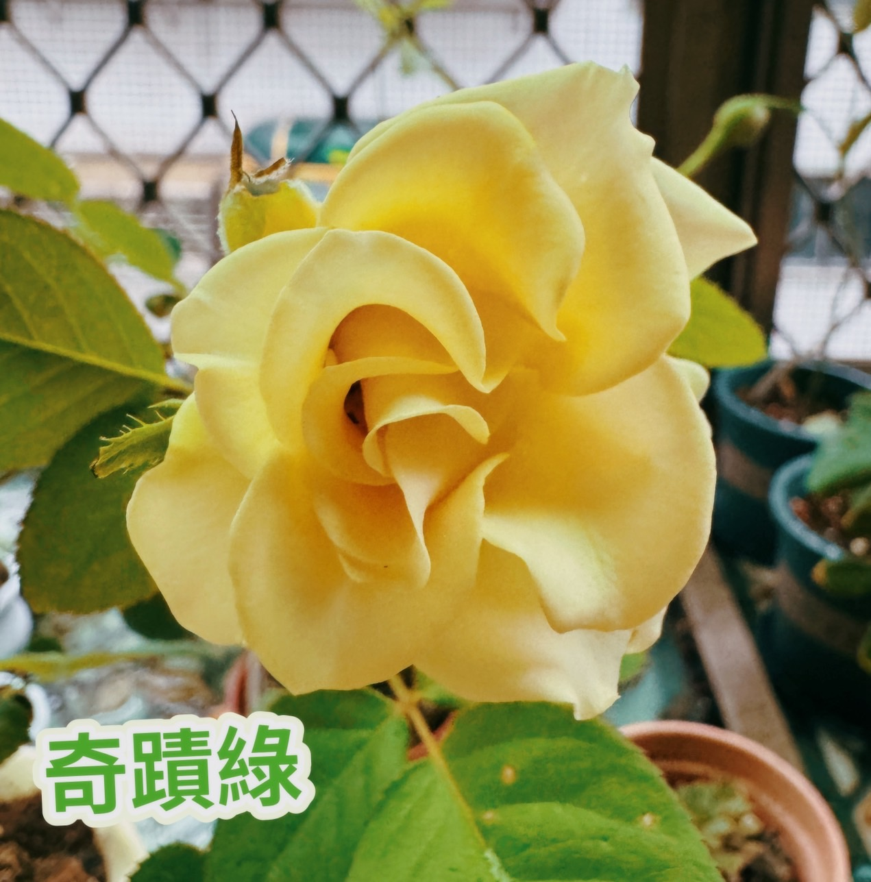 奇蹟綠