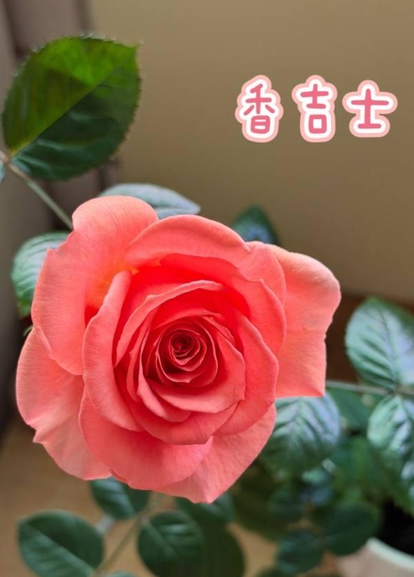 香吉士