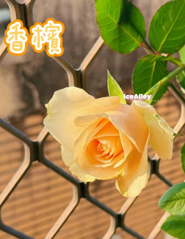 香檳